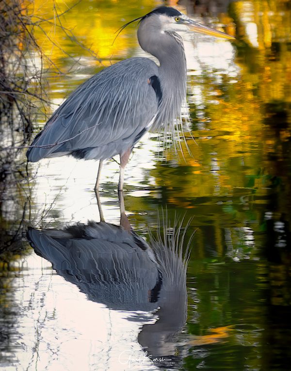 Solitary Heron