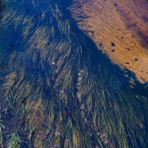 Flowing Grasses