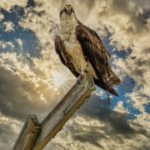 Perched Osprey