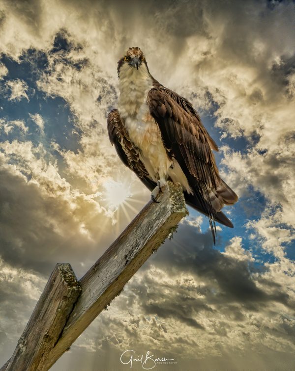 Perched Osprey