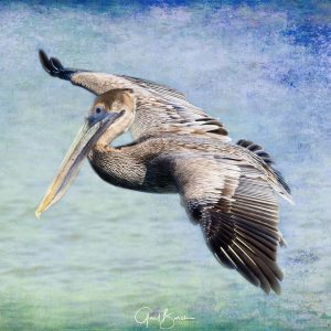 Soaring Pelican