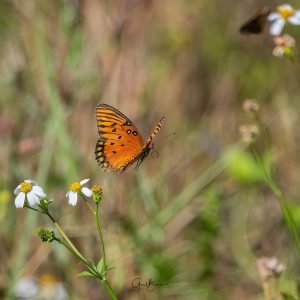 Searching for Nectar