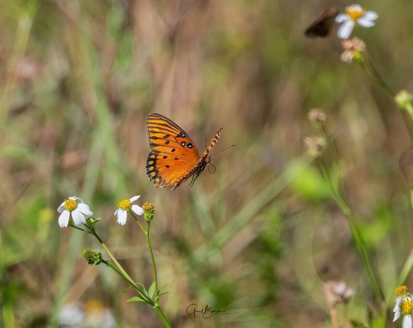 Searching for Nectar