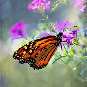 Monarch Whimsy